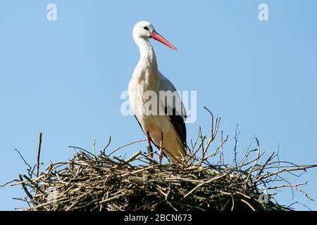 Sankt Peter Ording, Germany. 26th Mar, 2020. A white stork stands in its nest in the West Coast Park. From February to April the animals return to the nest they built together. Credit: Frank Molter/dpa/Alamy Live News Stock Photo