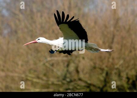 Sankt Peter Ording, Germany. 26th Mar, 2020. A white stork flies over the West Coast Park. From February to April the animals return to the nest they built together. Credit: Frank Molter/dpa/Alamy Live News Stock Photo