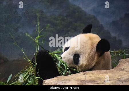 A Giant Panda chews on bamboo chutes while leaning against a rock in a zoo exhibit looking at people through glass window. Stock Photo