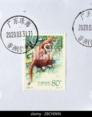 CHINA - CIRCA 2002: A stamps printed in China shows Gibbons - Hylobates lar, circa 2002. Stock Photo