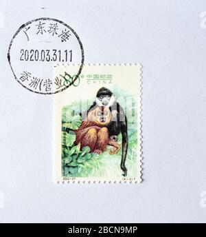 CHINA - CIRCA 2002: A stamps printed in China shows Gibbons -  Hylobates leucogenys, circa 2002. Stock Photo