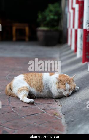 an adult street cat sleeps right on the sidewalk, vertical photo. Stock Photo