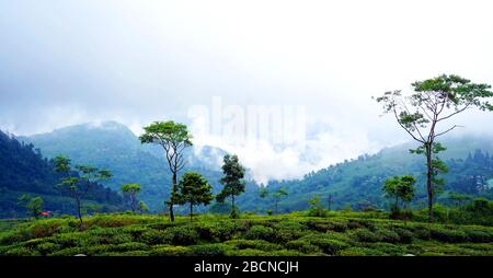 Darjeeling is a town in India's West Bengal state, in the Himalayan foothills. Once a summer resort for the British Raj elite Stock Photo