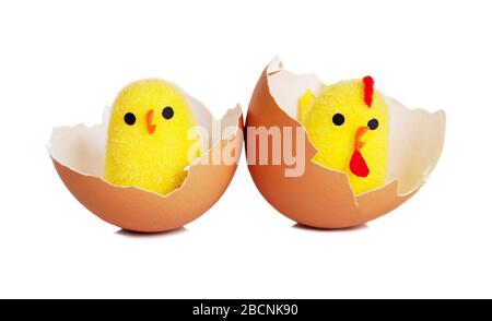 Two yellow newborn fluffy chickens are in a broken brow egg shells isolated on a white background Stock Photo