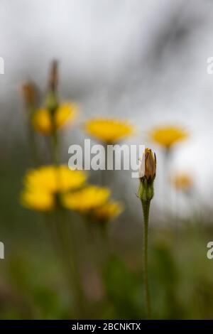 yellow dandelions in the grass with magic natural background Stock Photo