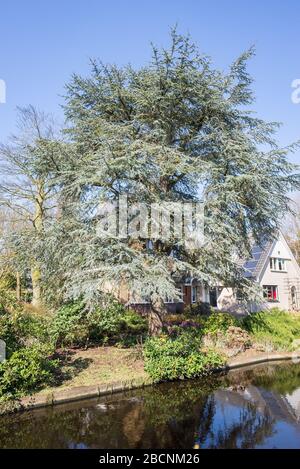 Cedrus atlantica or Blue Atlas cedar along the water of canal in Holland. Tree is also known as Cedrus libani atlantica. Stock Photo