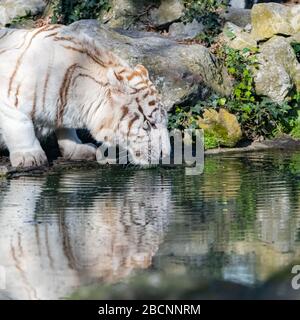 Bengal tiger drinking in the pond, beautiful wild animal Stock Photo