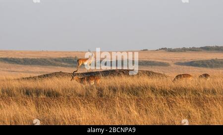impala on a mound stands guard at masai mara in kenya Stock Photo