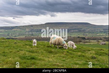 Lambs and dark sky over Penhill in the Yorkshire Dales Stock Photo