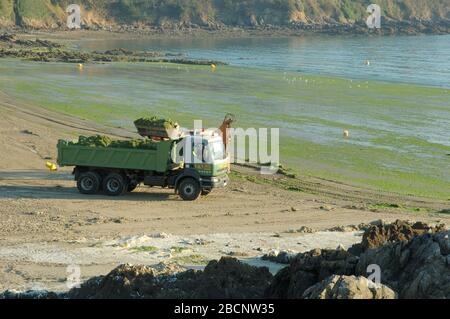 Algues vertes Beach invades green sea-weed Stock Photo