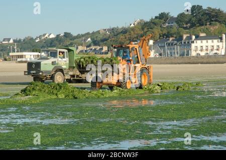 Algues vertes Beach invades green sea-weed Stock Photo