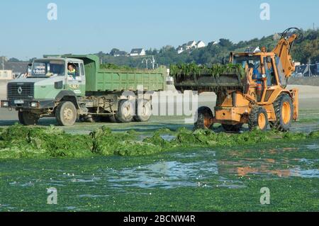 Algues vertes Beach invades green sea-weed Stock Photo