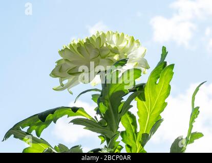 closeup of white Chrysant flower with shadows, sun shines from the right on the flower under blue sky. Stock Photo