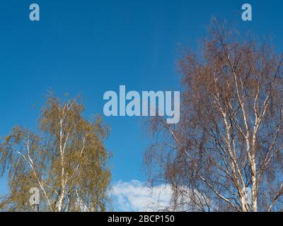 Silver birch (Betula pendular) trees against a blue sky Stock Photo