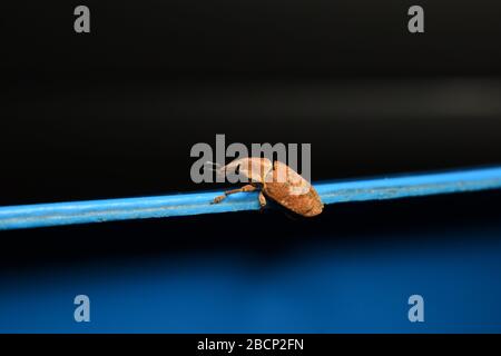 A Weevil beetle crawling on blue surface with dark background Stock Photo