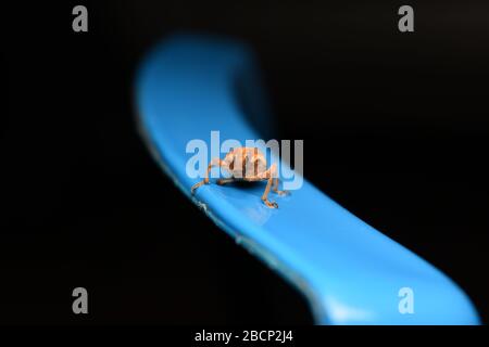 A Weevil beetle crawling on blue surface with dark background Stock Photo