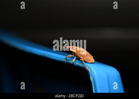A Weevil beetle crawling on blue surface with dark background Stock Photo