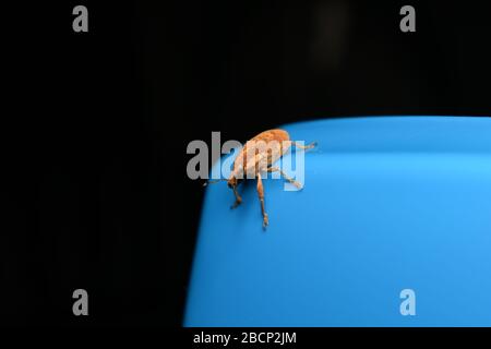 A Weevil beetle crawling on blue surface with dark background Stock Photo