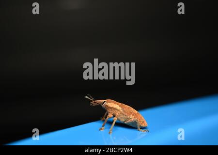 A weevil beetle crawling on blue surface with dark background Stock Photo