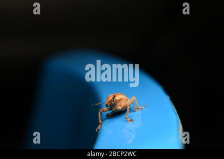 A weevil beetle crawling on blue surface with dark background Stock Photo
