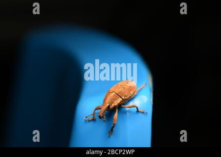 A weevil beetle crawling on blue surface with dark background Stock Photo