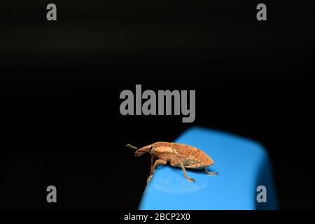 A weevil beetle crawling on blue surface with dark background Stock Photo