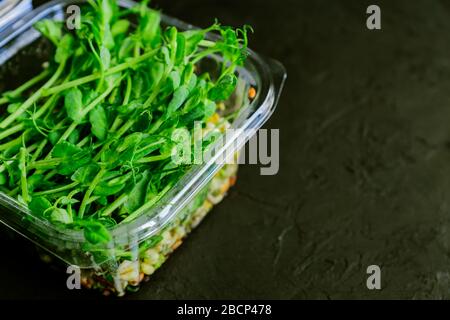 peas green sprouts edible plants in a plastic box. microgreens nutrition Stock Photo
