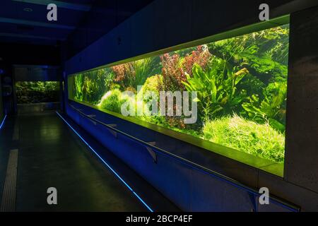 Aquarium Little Amazonia, a tank which imitates an Amazonian river in Warsaw Zoo Zoological Garden in Warsaw, Poland Stock Photo