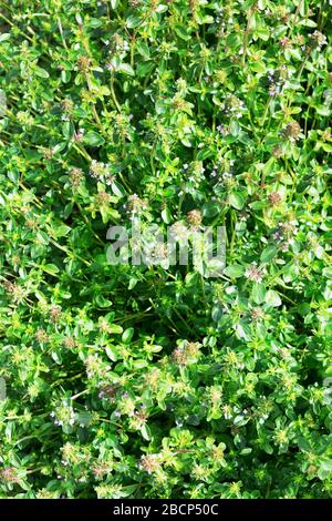 Salvia sclarea, clary, or clary sage plants growing in the field. Blossoming of Salvia sclarea or clary sage. Stock Photo