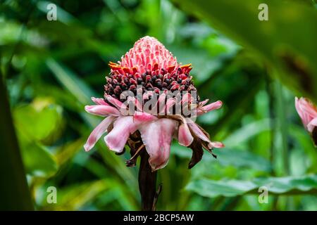 Blooming Etlingera elatior (torch ginger, red ginger lily, torch lily, combrang, bunga kantan, Philippine wax flower, Indonesian tall ginger) Stock Photo