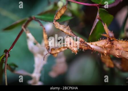 Single subadult female of the spiny leaf insect, latin name Extatosma tiaratum Stock Photo