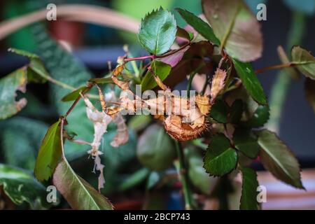 Single subadult female of the spiny leaf insect, latin name Extatosma tiaratum Stock Photo