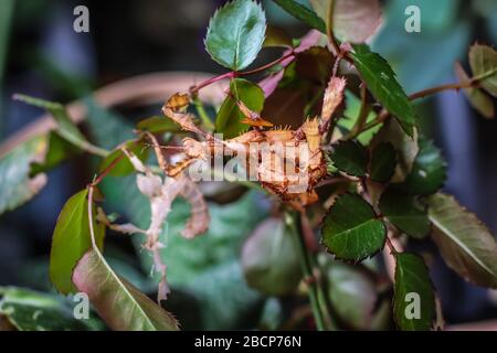 Single subadult female of the spiny leaf insect, latin name Extatosma tiaratum Stock Photo