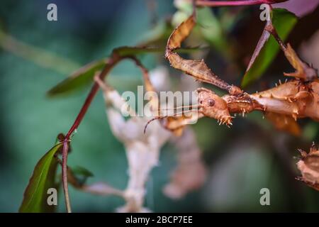 Single subadult female of the spiny leaf insect, latin name Extatosma tiaratum Stock Photo