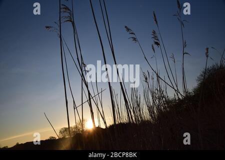 Common Reed (Phragmites australis)  at Windle Brook Eccleston St Helens Merseyside England Stock Photo