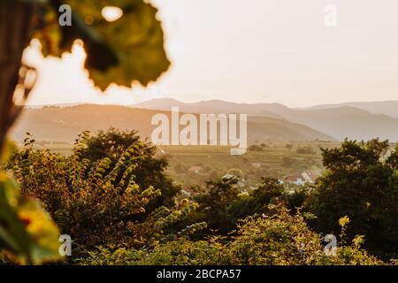 Beautiful sunset over vineyards with leaves in the foreground, sunrise landscape Stock Photo