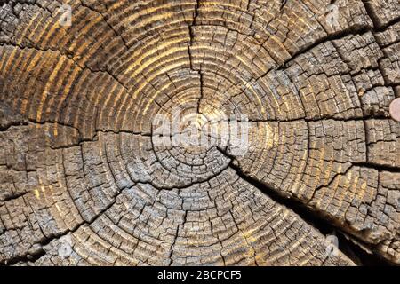 cut end of a log showing the concentric pattern created by the growth rings. Wood texture of cut tree trunk close-up. Close-up of a slice of a elm tre Stock Photo