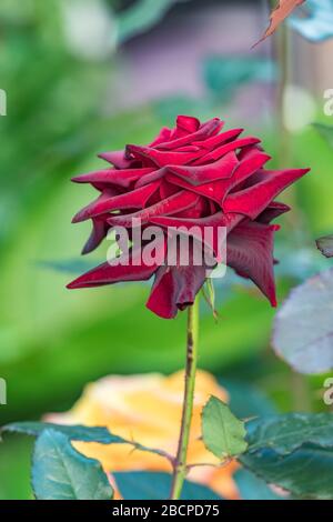 Roses bloom on a bush in the garden in warm sunny day. Red magenta big flower close-up and blurred background, vertical view. Stock Photo