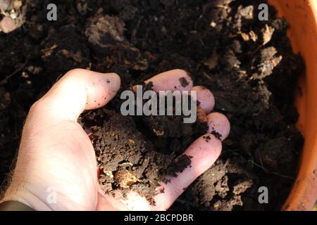 Home made compost Stock Photo