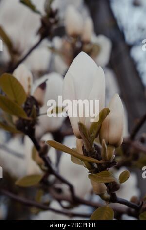 Close up of the unopened buds on blossoming magnolia tree, selective focus. Stock Photo