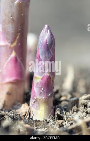 Spring and fresh asparagus. Spring work in the garden. Stock Photo