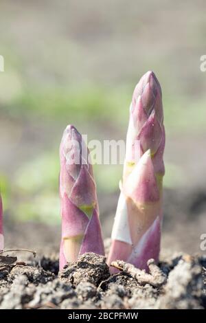 Spring and fresh asparagus. Spring work in the garden. Stock Photo