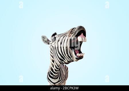 zebra with open mouth and big teeth over blue background Stock Photo