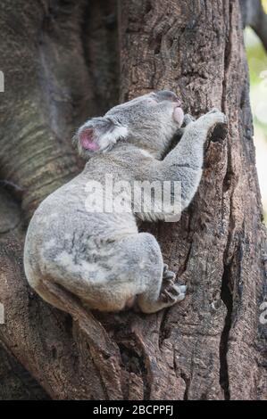 Koala (Phascolarctos Cinereous) resting on a tree, Brisbane, Queensland, Australia Stock Photo