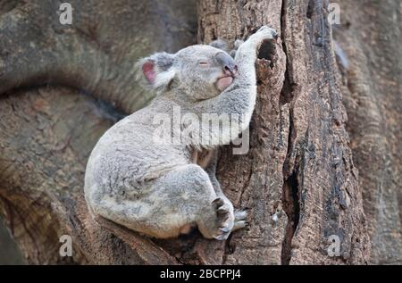 Koala (Phascolarctos Cinereous) resting on a tree, Brisbane, Queensland, Australia Stock Photo