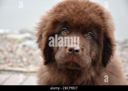 Chocolate store newfoundland puppy