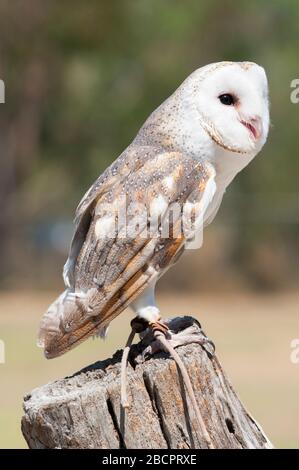 Barn Owl (Tyto alba), Lone Pine Koala Sanctuary, Brisbane, Queensland, Australia Stock Photo