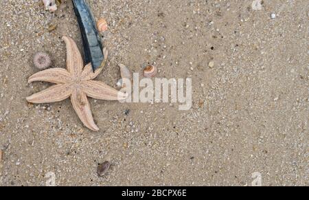 North Sea beach with starfish, shells and sea urchin Stock Photo