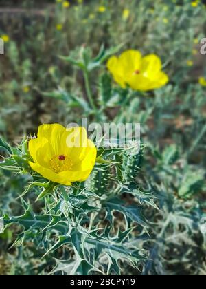This yellow colored Mexican Prickly Poppy is really beautiful Stock Photo