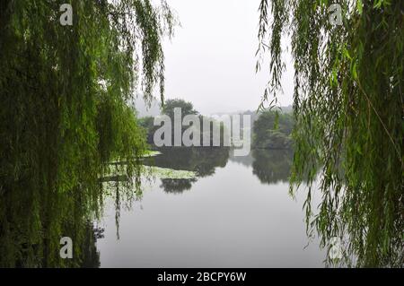 The view across the west lake in Hangzhou through willow trees. The opposite bank blurs in the fog. The raindrops fall into the lake and blur the refl Stock Photo